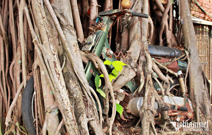 'Báu vật' trong rễ cây si ở Bình Dương, nhiều người sẵn sàng trả tiền tỷ - 3