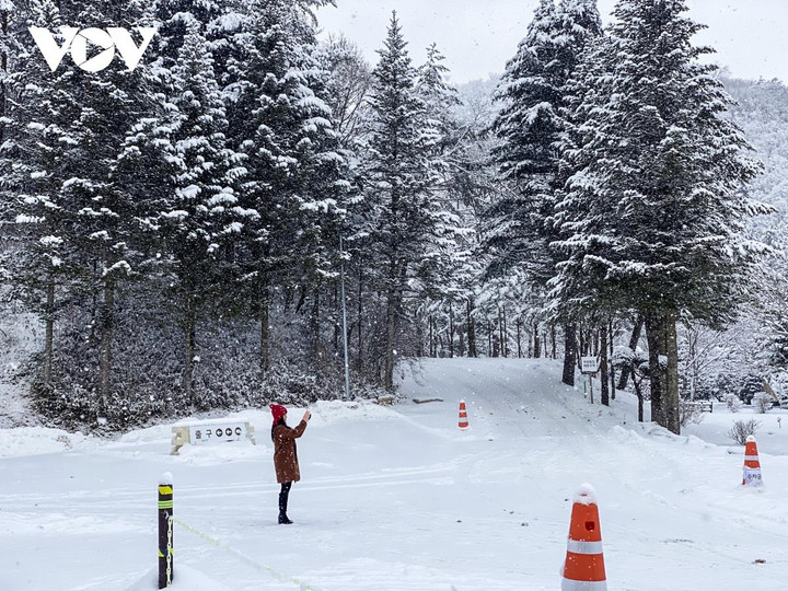 Cảnh diễm lệ của mùa đông Gangwon, Hàn Quốc khiến du khách đắm say - 2