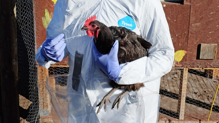 TP.HCM giám sát người bị viêm phổi bất thường, từng tiếp xúc gia cầm ốm chết - 1