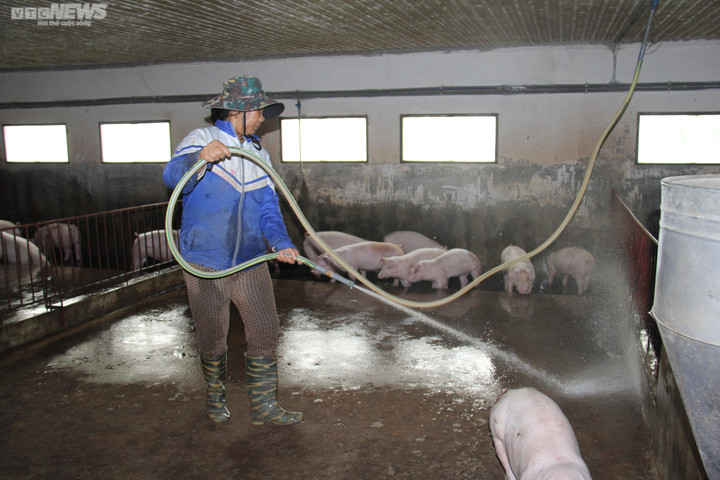 Giá heo hơi hôm nay 26/2: Miền Bắc và miền Nam giảm nhẹ - 2