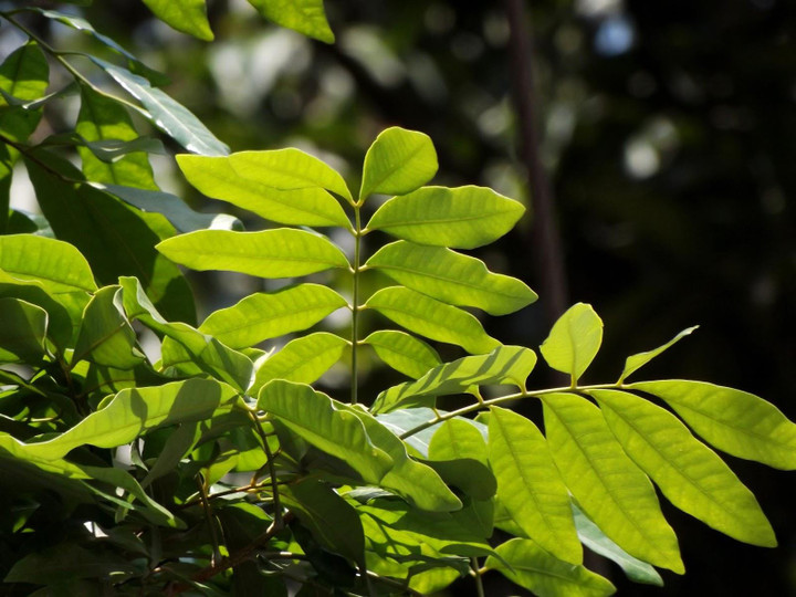 Tác dụng của lá nhãn với sức khoẻ - 2