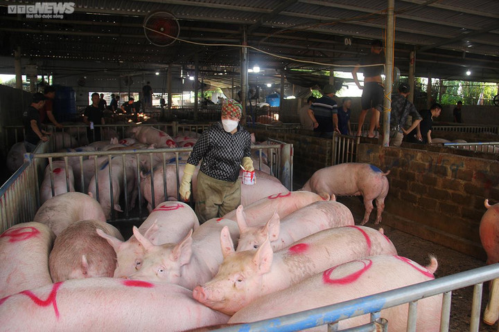 Giá heo hơi hôm nay 28/2: Không biến động - 2