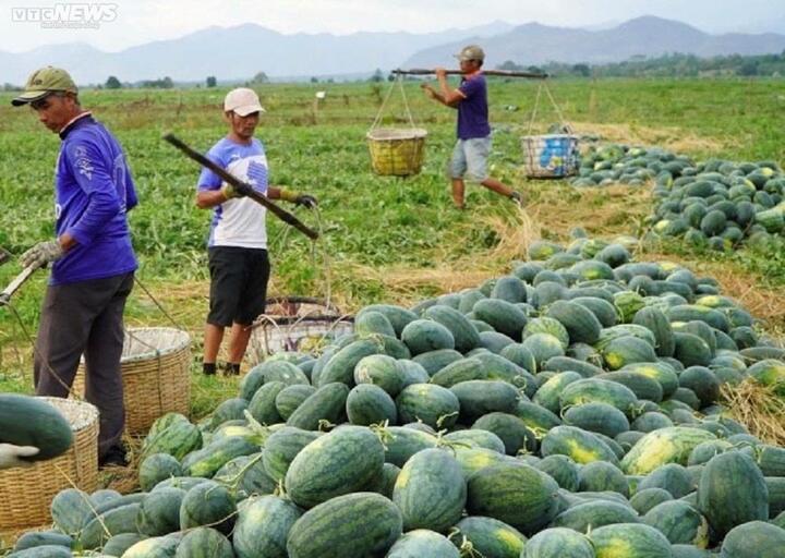 Giá dưa hấu tăng vọt, nông dân Gia Lai bội thu - 1