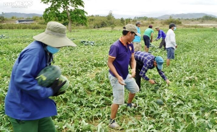 Giá dưa hấu tăng vọt, nông dân Gia Lai bội thu - 2