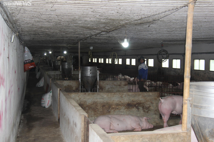 Giá heo hơi hôm nay 3/3: Tiếp tục giảm nhẹ tại hai miền Bắc và Nam - 2