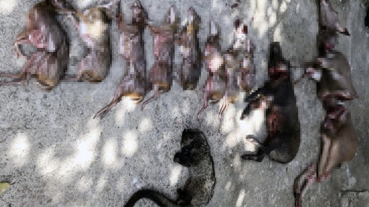 Nhóm săn thú rừng chém trọng thương 3 kiểm lâm Vườn quốc gia Cát Tiên - 2