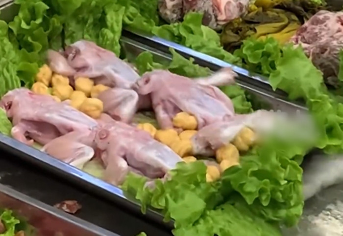 Vào nhà hàng chọn món, thực khách choáng váng khi thấy ếch 'cải tử hoàn sinh' - 1