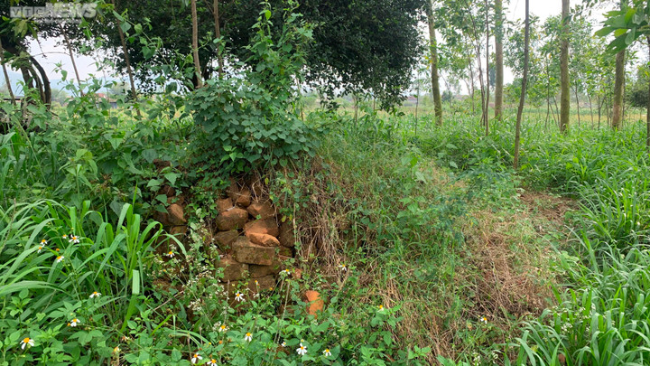 Lời khẩn cầu của thành cổ bị rác bủa vây ở Bình Định - 4