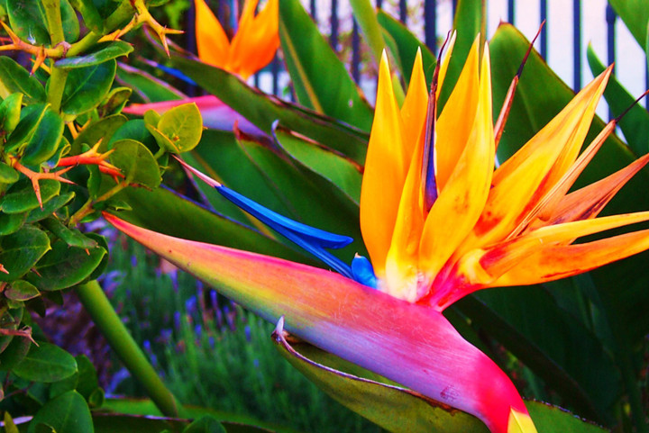 2 loài hoa đẹp mê hồn, chị em đắt mấy cũng mua nhưng chứa độc tố chết người - 1