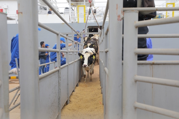 TH tiếp tục nhập khẩu đàn bò cho sản lượng và chất lượng sữa hàng đầu thế giới - 1