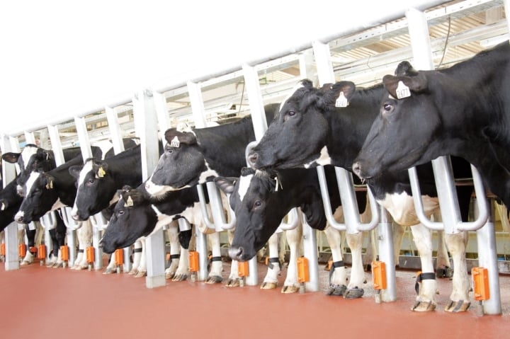 TH tiếp tục nhập khẩu đàn bò cho sản lượng và chất lượng sữa hàng đầu thế giới - 3