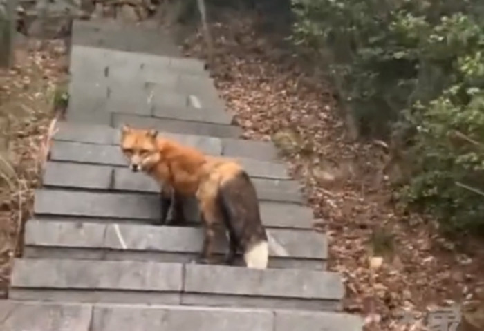 Leo núi, người đàn ông choáng váng khi gặp được ‘hồ tiên’ - 1