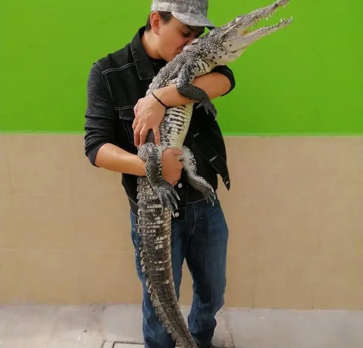 Nuôi cá sấu làm thú cưng, ăn ngủ ngay trong nhà - 1