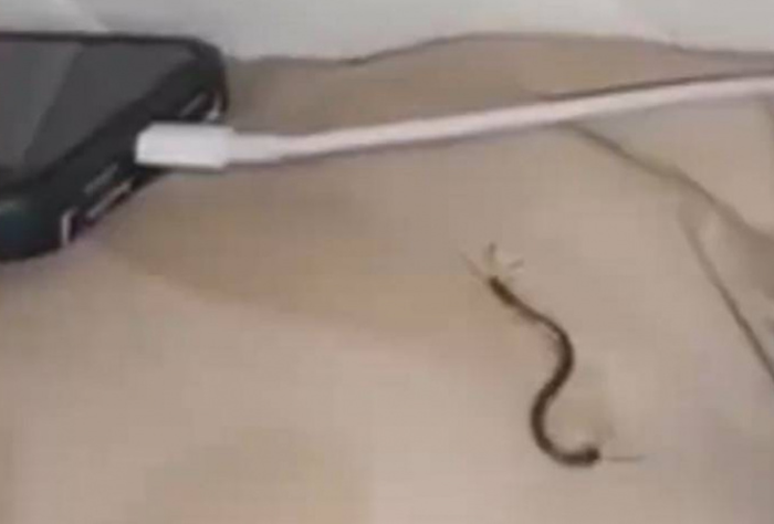 Đang ngủ thấy đau buốt, bật dậy phát hiện 'độc vật' đáng sợ - 1