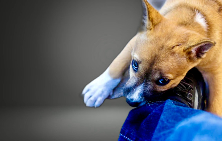 Đập chết chó hàng xóm 'vì nó cắn con tôi', tôi có phải bồi thường không? - 1