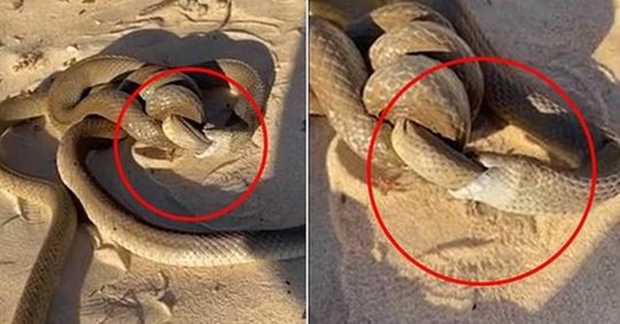 Tưởng được chứng kiến rắn yêu đương, người đàn ông tá hỏa vì cảnh này - 1