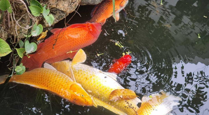 Sao Việt 20/3: Vợ chồng Hà Tăng trốn con hẹn hò, Xuân Bắc đau lòng với bể cá Koi - 3