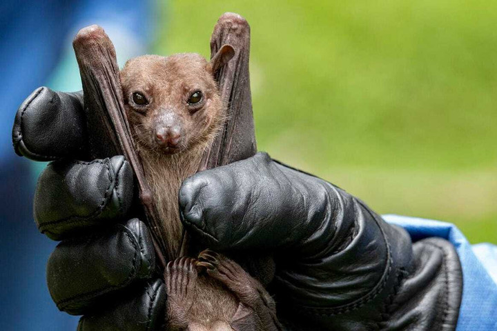 Marburg - căn bệnh Bộ Y tế yêu cầu giám sát chặt có tỷ lệ tử vong tới 88% - 2