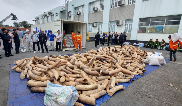Bắt giữ lô ngà voi nhập lậu lớn nhất từ trước đến nay tại Hải Phòng - 1