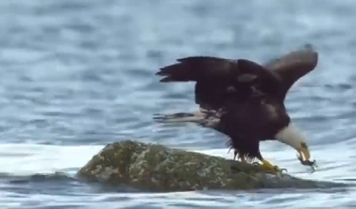 Cậy mạnh, 'chúa tể bầu trời' bẽ mặt khi chạm trán loài cua - 1