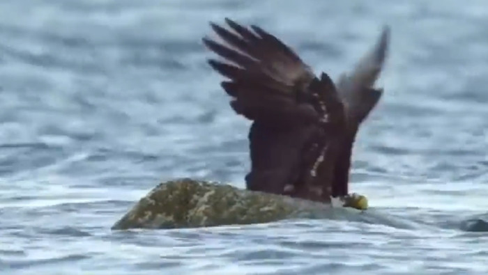 Cậy mạnh, 'chúa tể bầu trời' bẽ mặt khi chạm trán loài cua - 2