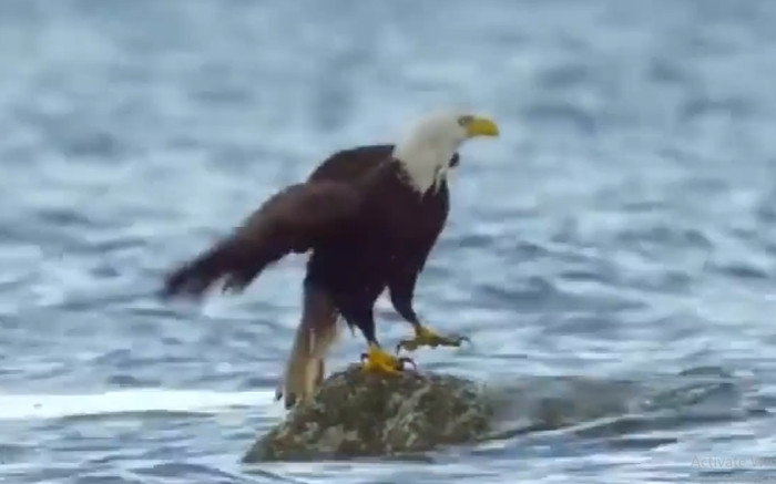 Cậy mạnh, 'chúa tể bầu trời' bẽ mặt khi chạm trán loài cua - 3