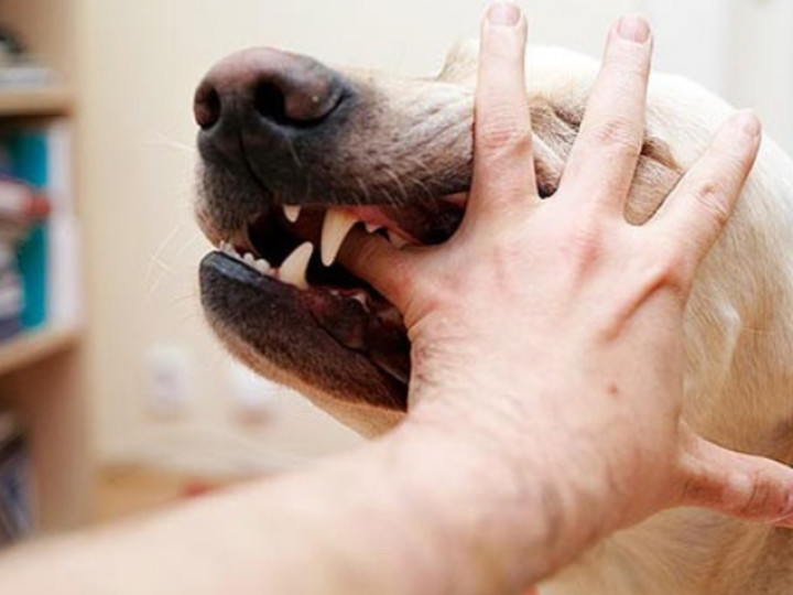 Trong 1 tuần, có 17 ca bị chó nghi dại cắn ở Phú Yên - 1