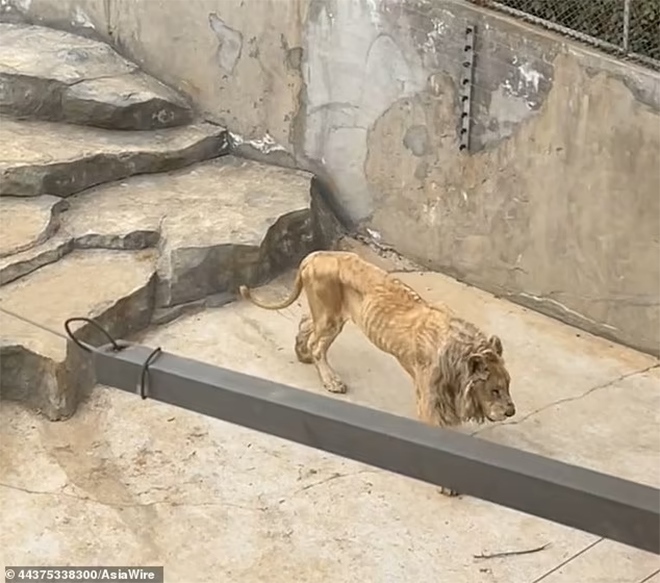 Chú sư tử gầy trơ xương trong sở thú khiến cộng đồng mạng xót xa - 2