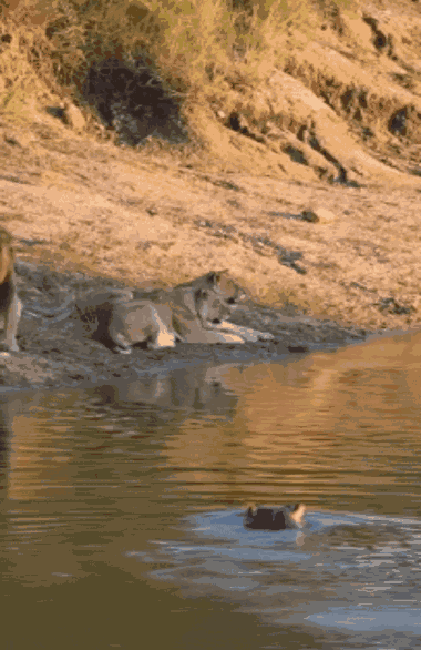 Bị xâm chiếm lãnh thổ, hà mã tung chiêu 'tàng hình' dọa sư tử sợ chết khiếp - 2