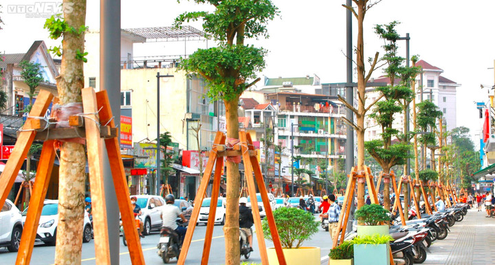 TT- Huế: Chạy cho kịp khai trương phố đi bộ, trồng cây đè lên hệ thống cáp quang - 3