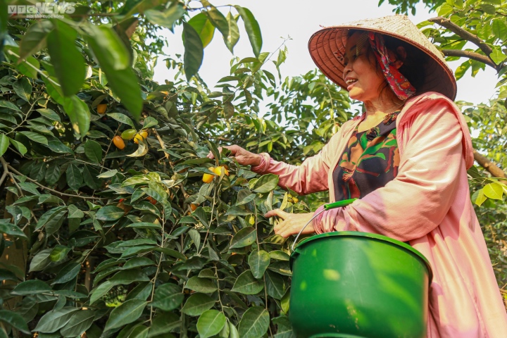 Nhót được mùa, mất giá: Mua tại vườn rẻ bèo, tiểu thương bán đắt gấp 5 lần - 1