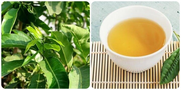 Lá vối: Nước giải khát và thuốc chữa bệnh - 1