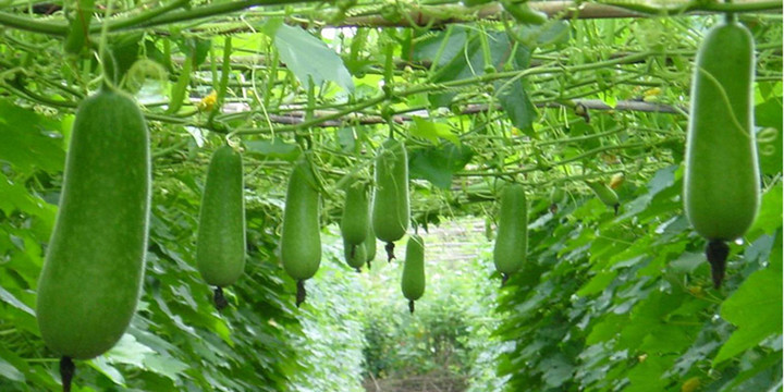 Bí đao lành tính nhưng những người này cần hạn chế - 1