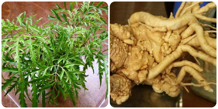 Cây đinh lăng - không chỉ làm cảnh mà còn là 'nhân sâm' của người nghèo - 1