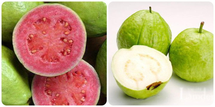 Ổi tốt cho sức khỏe nhưng mắc những bệnh này thì thèm đến mấy cũng đừng ăn - 1