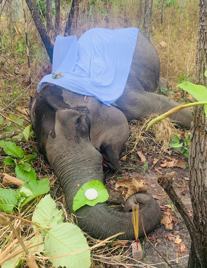 Thêm một voi nhà 49 năm tuổi chết ở Đắk Lắk - 1