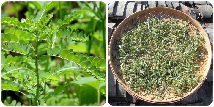 Tác dụng của cây chó đẻ răng cưa - 1