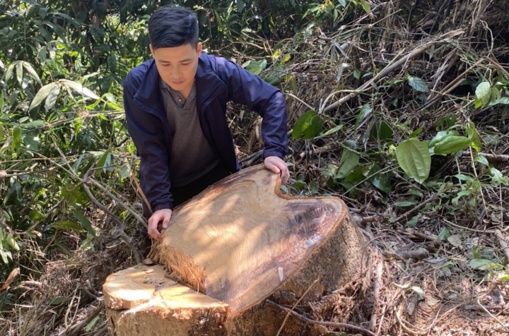 Truy tìm những kẻ tham gia vào vụ phá rừng quy mô lớn ở Thừa Thiên - Huế - 1