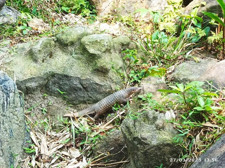 Tê tê quý hiếm nặng 1,7kg bò vào nhà dân ở đảo Cù Lao Chàm - 1