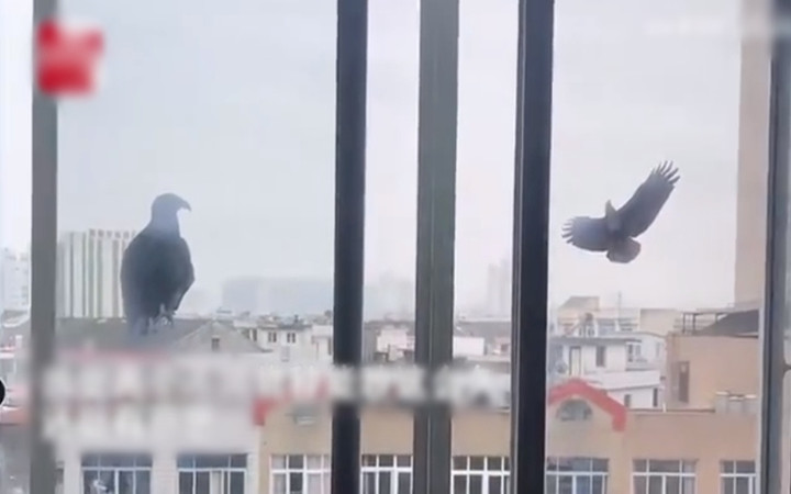 Trêu chọc chim hoét đen, mèo cưng bị trả thù cực phũ - 2