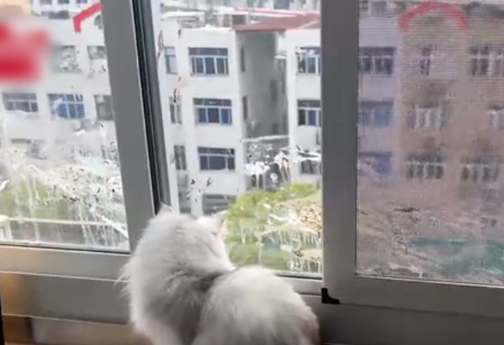 Trêu chọc chim hoét đen, mèo cưng bị trả thù cực phũ - 1