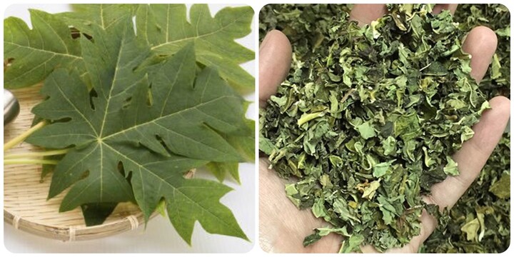 Những lợi ích của lá đu đủ và cách sử dụng lá đu đủ tốt cho sức khỏe - 1