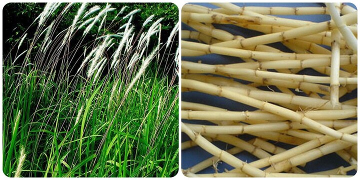 Uống nước rễ cỏ tranh có tác dụng gì?