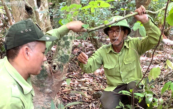 Chồn dính bẫy, voọc cụt tay trên Khu Bảo tồn thiên nhiên Sơn Trà - 3