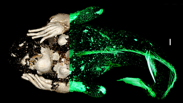 ‘Nàng tiên cá’ 300 tuổi ở đền Enjuin Nhật Bản là đồ giả - 2