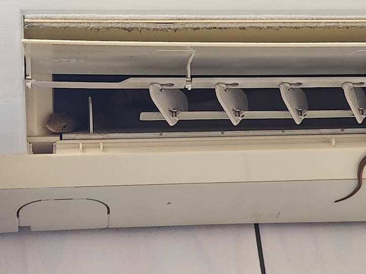 Vệ sinh điều hòa đón mùa nóng, cô gái hết hồn vì miếng giẻ hóa rắn hoang - 2
