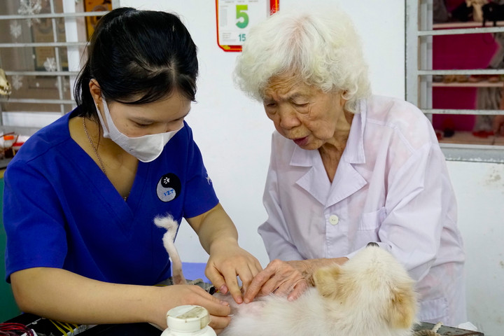 Phòng khám châm cứu miễn phí cho chó, mèo của cụ bà 90 tuổi - 2
