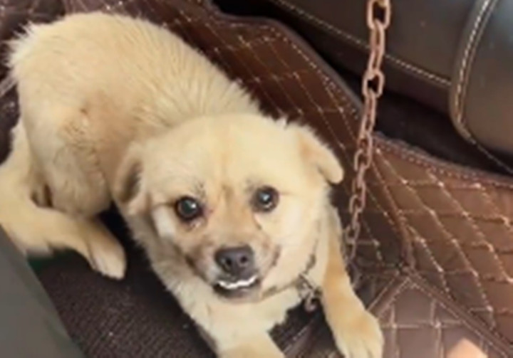 Được giải cứu khỏi quán thịt chó, chú chó trả ơn bằng cách không ai ngờ - 1