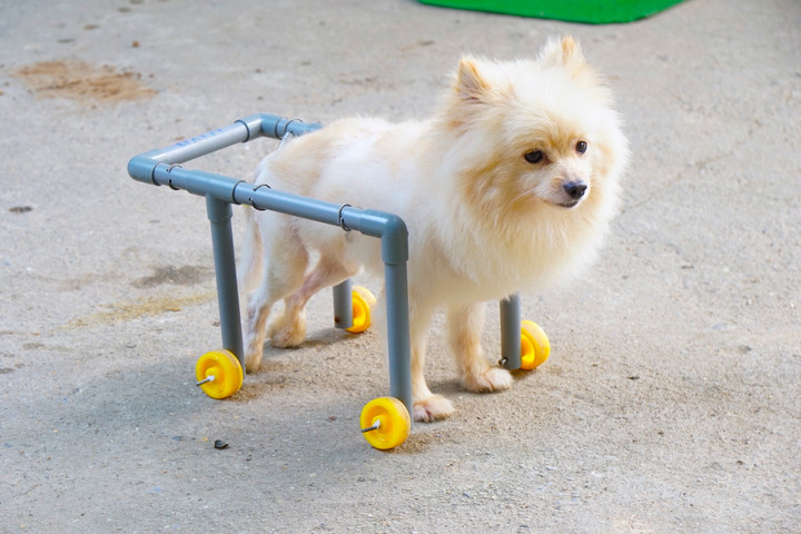 Phòng khám châm cứu miễn phí cho chó, mèo của cụ bà 90 tuổi - 14