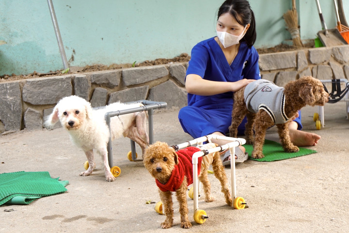 Phòng khám châm cứu miễn phí cho chó, mèo của cụ bà 90 tuổi - 10